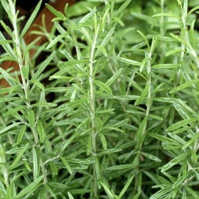 馬鞭草酮迷迭香精油 (法國) 10ml