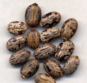 有機蓖麻油  250ml