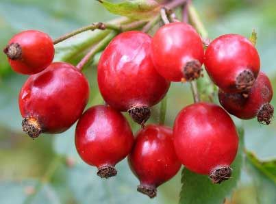 有機玫瑰果籽油 (頂級)100ml