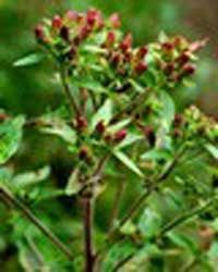 野生穗甘松 10ml