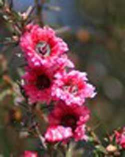 野生松紅梅精油 (Manuka Wild) 5ml