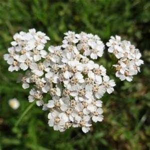 有機西洋蓍草(匈牙利)  5ml