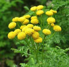 有機藍艾菊精油(摩洛哥) 5ml