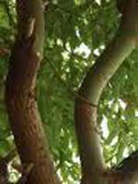 錫蘭肉桂葉精油  (10ml)