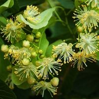 有機菩提花純露  100ml