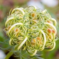 胡蘿蔔籽精油  10ml