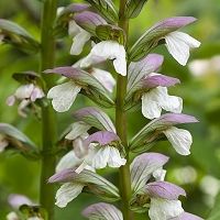 快樂鼠尾草精油 (法國) 10ml