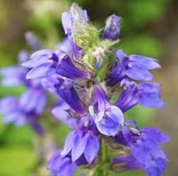 有機牛膝草精油 ( Hyssop ) 10ml