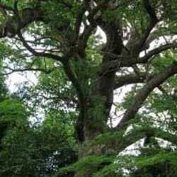 芳樟木(沉香醇)精油  10ml