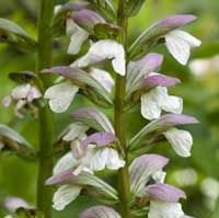 有機快樂鼠尾草精油  10ml