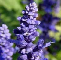 有機保加利亞薰衣草精油  10ml