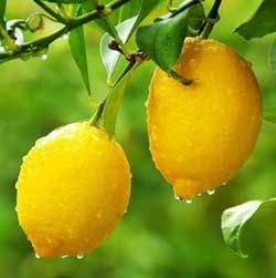 有機檸檬精油  (10ml)