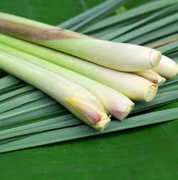 有機檸檬香茅精油  10ml