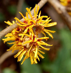 金縷梅萃取液 50g