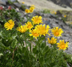 有機山金車(浸泡)油  100ml