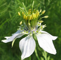 有機黑種草籽油  20ml 