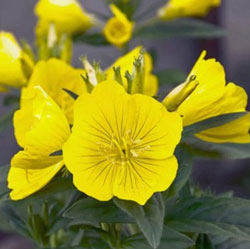 有機月見草油 50ml