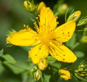 有機聖約翰草/金絲桃(浸泡)油   100ml