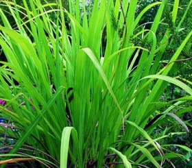 有機玫瑰草精油 (尼泊爾) 10ml