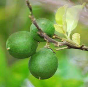 有機青檸(冷壓)精油 (10ml)