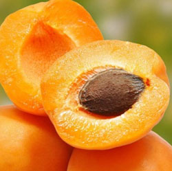 有機杏桃核仁油  (土耳其) 100ml