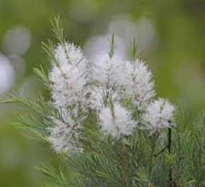 茶樹(野生)精油 10ml