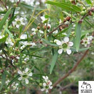 檸檬茶樹精油 10ml