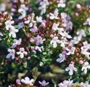 有機沉香醇百里香精油  (10ml)