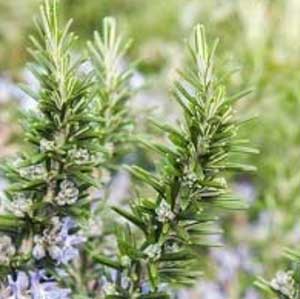 桉油醇迷迭香精油  (10ml)