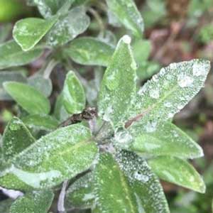 野生鼠尾草精油 10ml