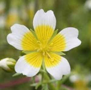 有機繡線菊籽油(白芒花籽油) 100ml