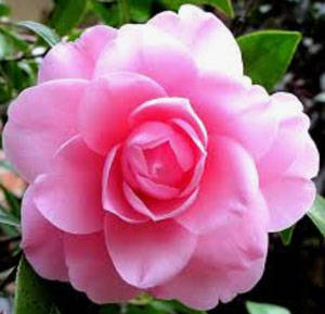 有機山茶花籽油 (精煉) 100ml