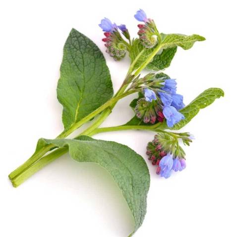 有機紫草浸泡油 100ml