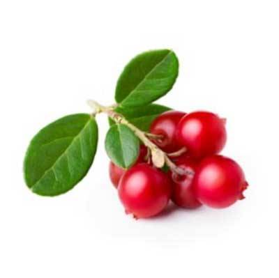 熊果素萃取液 (英國) 20g