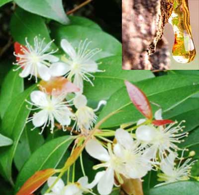 野生古巴香脂精油 (巴西) 10ml