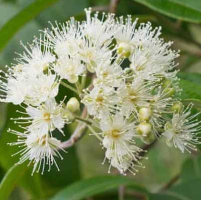 檸檬香桃木 Lemon Myrtle Essential Oil 10ml