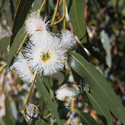 Eucalyptus Blue Gum  (藍膠尤加利) 10ml