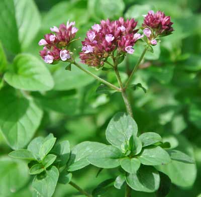 野生特級野馬鬱蘭(牛至)精油 10ml