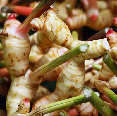 有機生薑精油 10ml