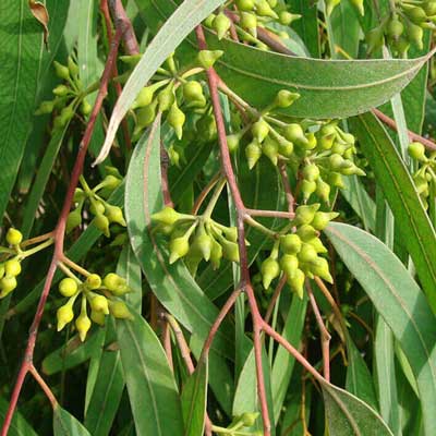 野生史密斯尤加利精油(澳洲) 10ml