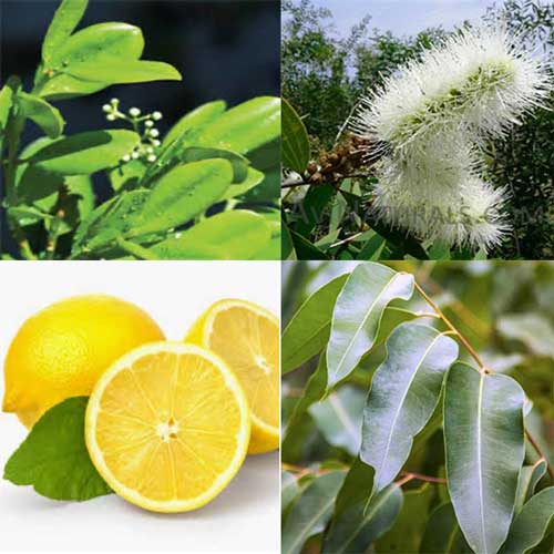 有機抗流感複方精油(Anti-Flu) 10ml