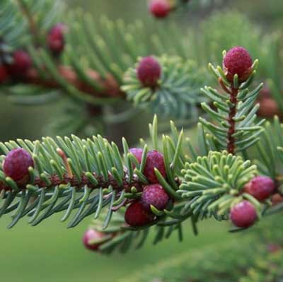 野生黑雲杉精油（Wild Spruce Black）10ml