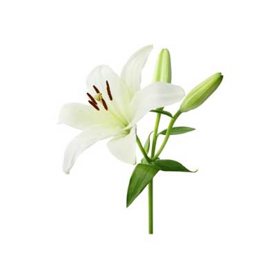 百合花原精 (Lily Absolute Oil) 5ml