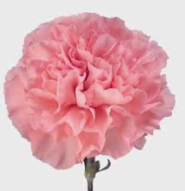 康乃馨原精 (Carnation) 埃及  5ml