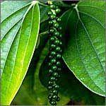 有機黑胡椒精油  10ml