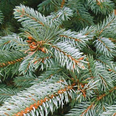 野生銀杉精油  10ml