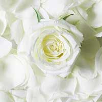 有機白玫瑰純露 Rosa Alba (500ml)