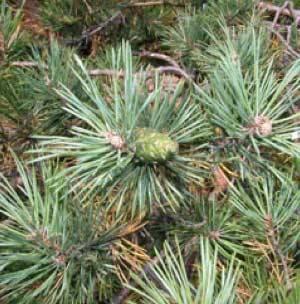 野生歐洲赤松精油   10ml