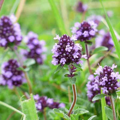 甜馬鬱蘭精油  (10ml)