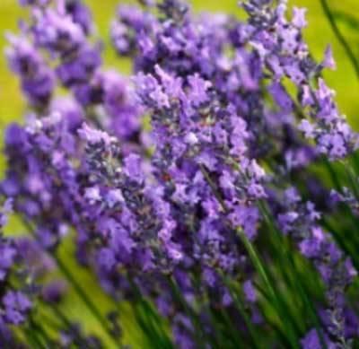 有機高地真正薰衣草精油  10ml